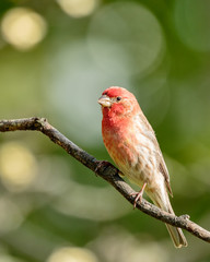House Finch
