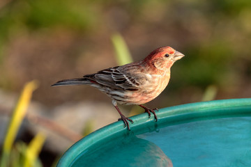 House Finch