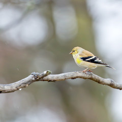 Goldfinch