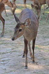 Animal,  keep it for the conservation and for people to see,  it is in KAO SUAN KWANG zoo at KHON KAEN province THAILAND.