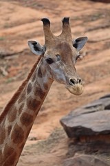 Animal,  keep it for the conservation and for people to see,  it is in KAO SUAN KWANG zoo at KHON KAEN province THAILAND.