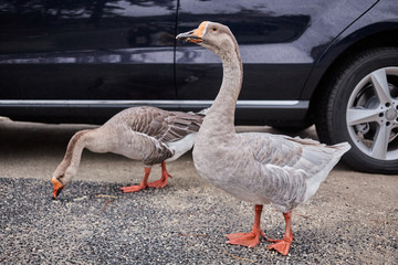 Wild geese and ducks coexist with people walking