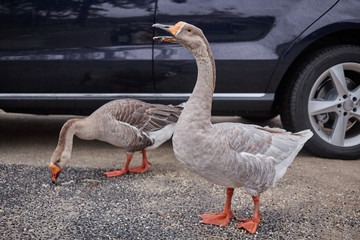 Wild geese and ducks coexist with people walking