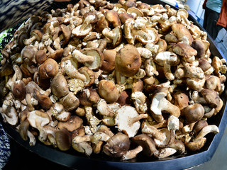 Mushrooms in the natural environment