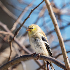 Goldfinch