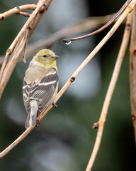 Goldfinch