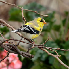 Goldfinch