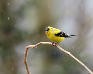 Goldfinch