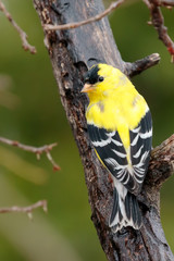 Goldfinch