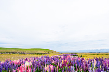 Naklejka na ściany i meble Beautiful landscape of Lupins flower and Alpine mountains around Lake Tekapo area, New Zealand.