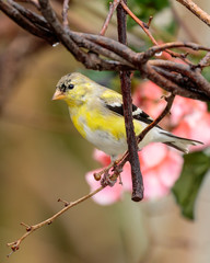 Goldfinch