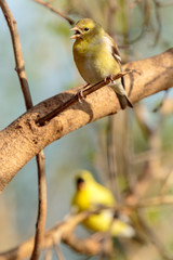 Goldfinch