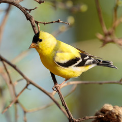 Goldfinch
