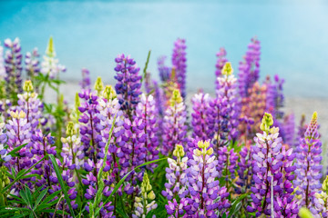 Beautiful Lupins flower around Lake Tekapo area, New Zealand.