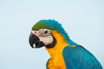 Closeup blue and gold macaw