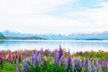Beautiful landscape of Lupins flower and Alpine mountains around Lake Tekapo area, New Zealand. - obrazy, fototapety, plakaty