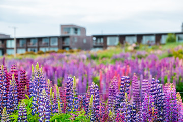 Beautiful Lupins flower around Lake Tekapo area, New Zealand.