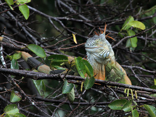 American Iguana in South Florida
