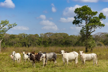 Fototapeta na wymiar beautiful cow in venezuela