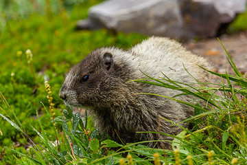 wild marmot in a bright green field