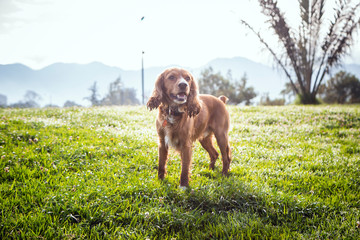 brown cocker in the park