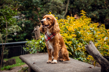 brown cocker sitting in the park