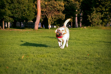 Obraz na płótnie Canvas yellow labrador retriever running in the park