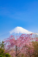 春の富士山、静岡県富士市にて