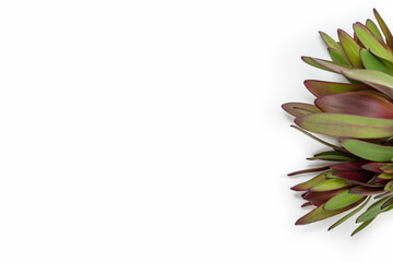 Protrea leaf Botanical border flat lay