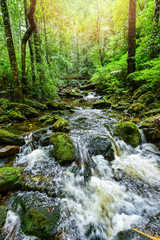 plant tropical stream waterfall forest / nature green plant tree rainforest tropical jungle small waterfall