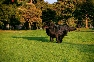 one black dog running in the park