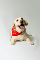 yellow labrador retriever dog lying down in a white studio