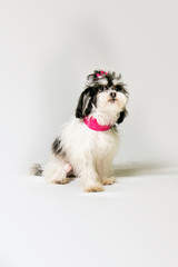 Shihtzu dog sitting in a studio white background