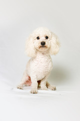 poodle dog sitting in a studio white background