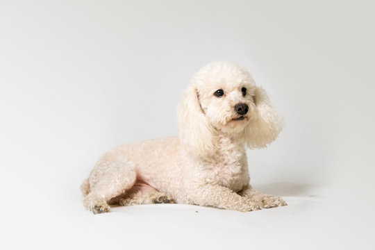 poodle dog lying on a white background studio