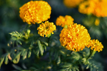 beautiful Marigold flower (Tagetes erecta, Mexican, Aztec or African marigold) in the garden.