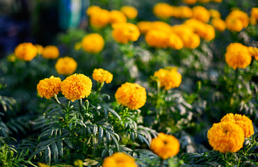 beautiful Marigold flower (Tagetes erecta, Mexican, Aztec or African marigold) in the garden.