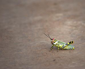 Saltamontes Amarillo y Negro