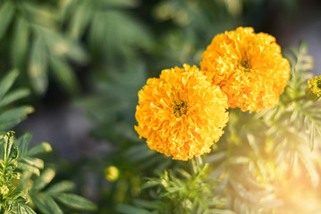 beautiful Marigold flower (Tagetes erecta, Mexican, Aztec or African marigold) in the garden.