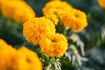 beautiful Marigold flower (Tagetes erecta, Mexican, Aztec or African marigold) in the garden.