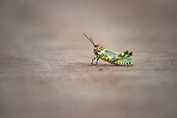 Saltamontes Amarillo y Negro