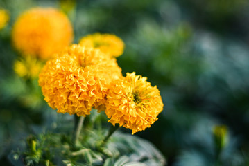 beautiful Marigold flower (Tagetes erecta, Mexican, Aztec or African marigold) in the garden.