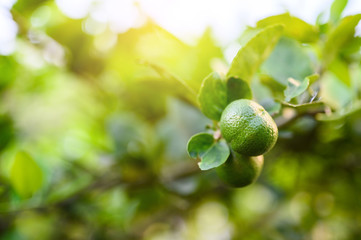 close up green lime and leave in the garden with copy space, popular fruit or vegetable concept.