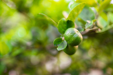 close up green lime and leave in the garden with copy space, popular fruit or vegetable concept.