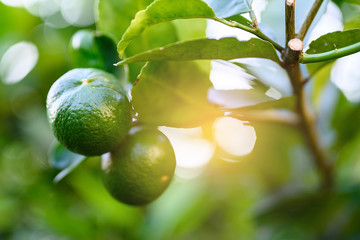 close up green lime and leave in the garden with copy space, popular fruit or vegetable concept.