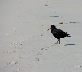 A bird called Oystercatcher walking on a beach in Sandfly Bay in Otago Peninsula near Dunedin in New Zealand