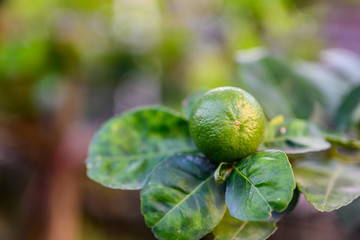 close up green lime and leave in the garden with copy space, popular fruit or vegetable concept.