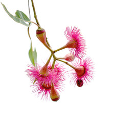 Isolated red pink flowers of Corymbia ptychocarpa Swamp Bloodwood