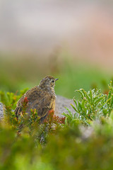 vertical small adolecent bird sitting in alpine meadow in the dew