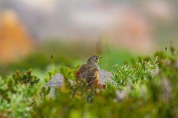 small adolecent bird sitting in alpine meadow in the dew